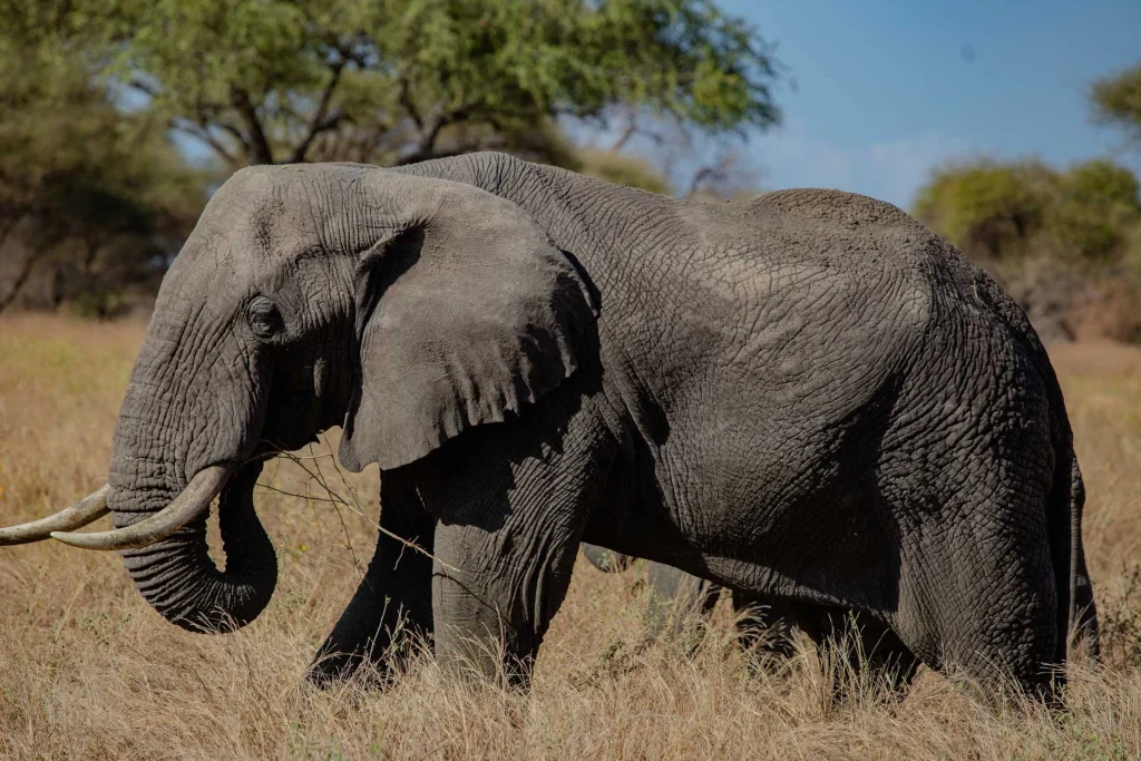 3-Days-Tanzania-Safari-Tarangire-&-Ngorongoro