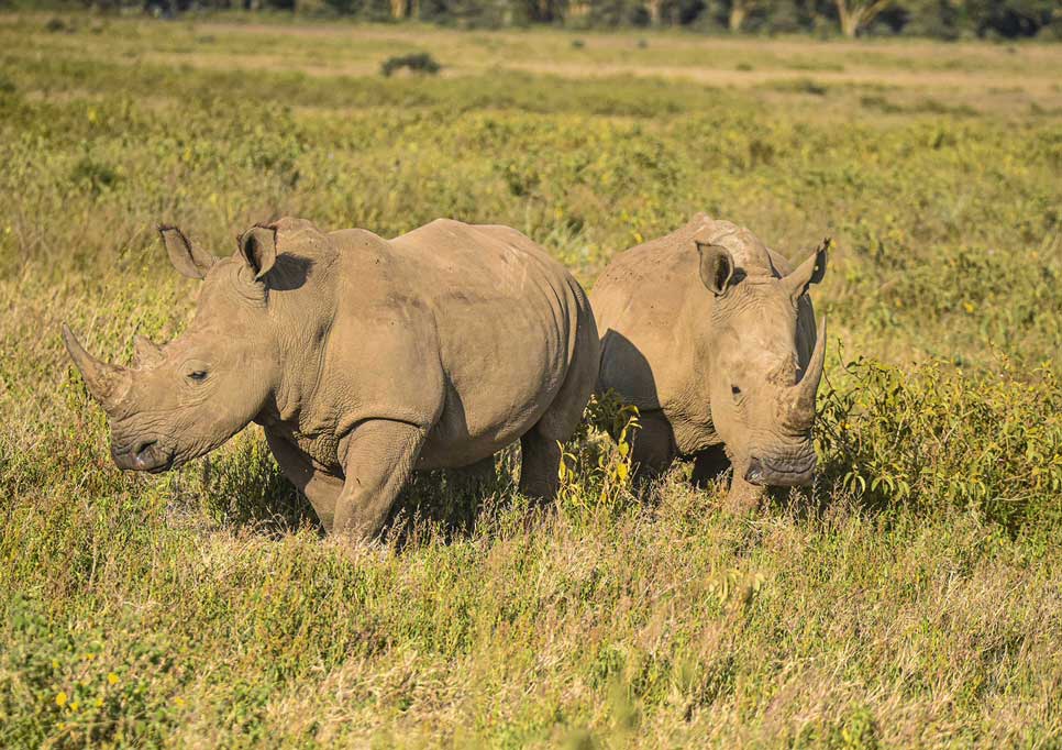 Ngorongoro Crater Tours